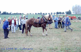 Landwirt mit Kaltbl�ter-Pferd. Wahrscheinlich holten die beiden schon viele gute Sachen vom Feld.