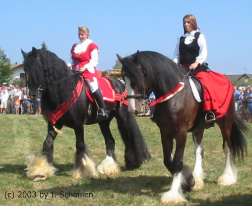 Shire-Horses von K. und P. Anger