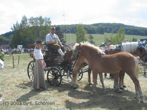 Einsp�nner Schwarzw�lder mit Fohlen